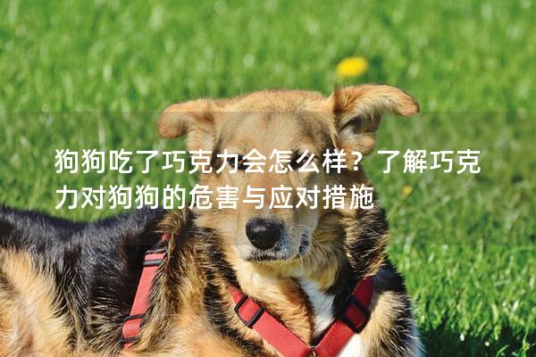 狗狗吃了巧克力会怎么样？了解巧克力对狗狗的危害与应对措施