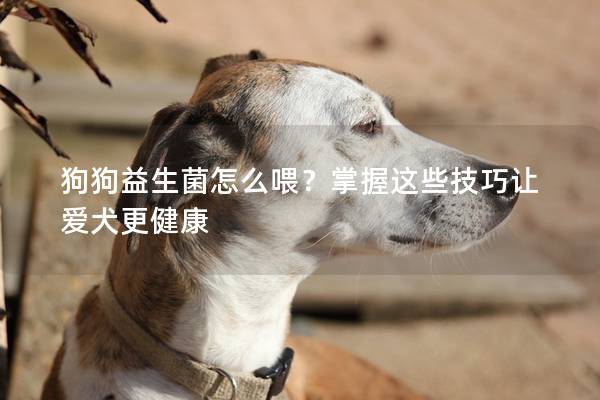 狗狗益生菌怎么喂？掌握这些技巧让爱犬更健康