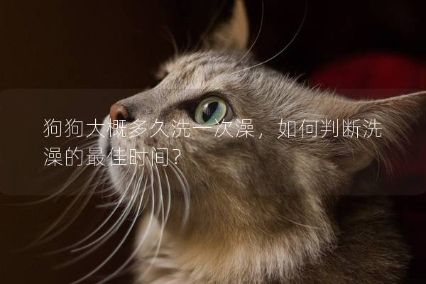 狗狗大概多久洗一次澡，如何判断洗澡的最佳时间？