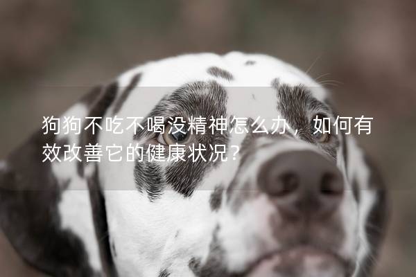 狗狗不吃不喝没精神怎么办，如何有效改善它的健康状况？