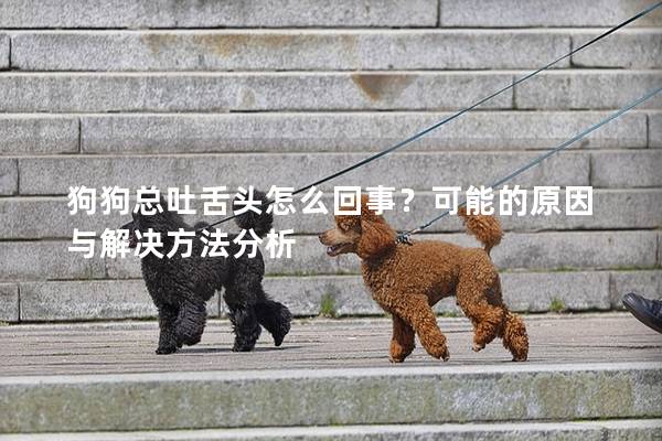 狗狗总吐舌头怎么回事？可能的原因与解决方法分析