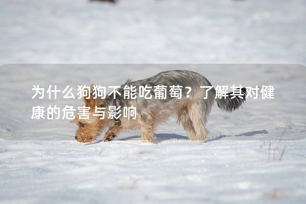 为什么狗狗不能吃葡萄？了解其对健康的危害与影响
