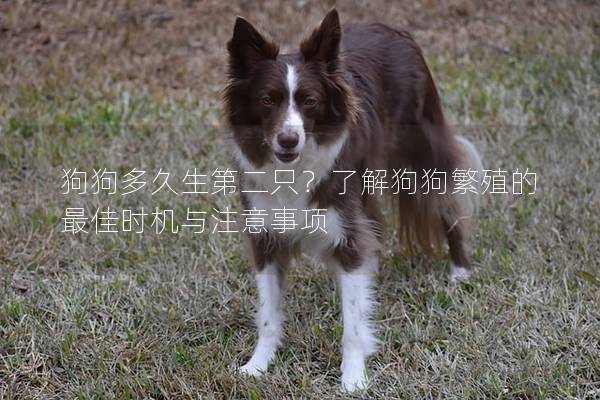 狗狗多久生第二只？了解狗狗繁殖的最佳时机与注意事项