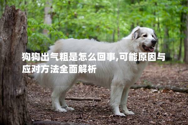 狗狗出气粗是怎么回事,可能原因与应对方法全面解析