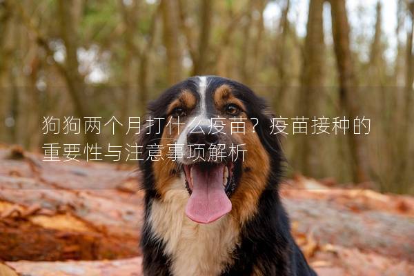 狗狗两个月打什么疫苗？疫苗接种的重要性与注意事项解析