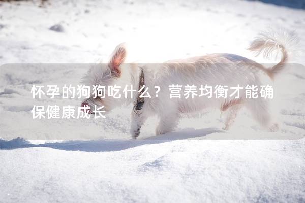 怀孕的狗狗吃什么？营养均衡才能确保健康成长