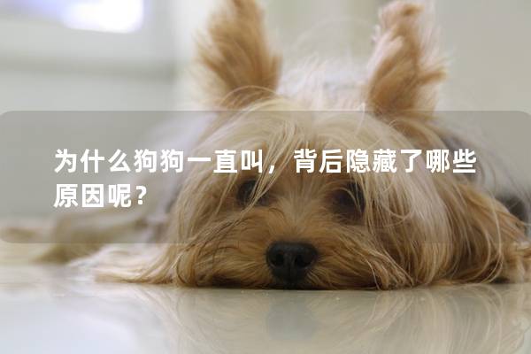 为什么狗狗一直叫，背后隐藏了哪些原因呢？