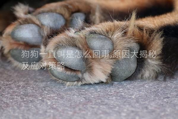 狗狗一直叫是怎么回事,原因大揭秘及应对策略