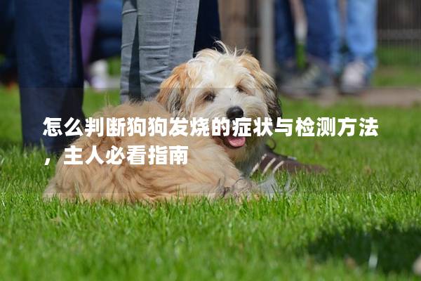 怎么判断狗狗发烧的症状与检测方法，主人必看指南