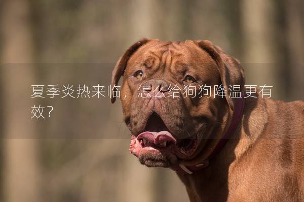 夏季炎热来临，怎么给狗狗降温更有效？
