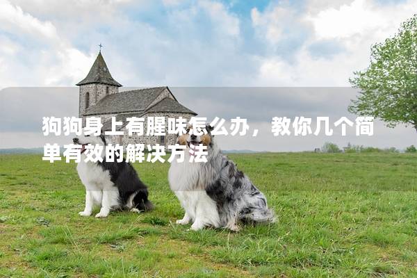 狗狗身上有腥味怎么办，教你几个简单有效的解决方法