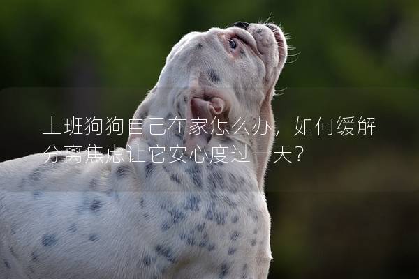 上班狗狗自己在家怎么办，如何缓解分离焦虑让它安心度过一天？