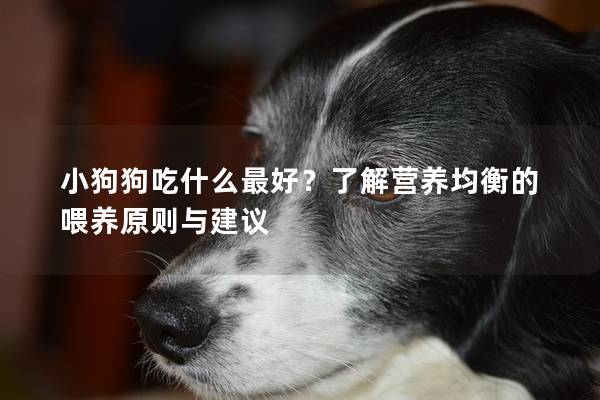 小狗狗吃什么最好？了解营养均衡的喂养原则与建议