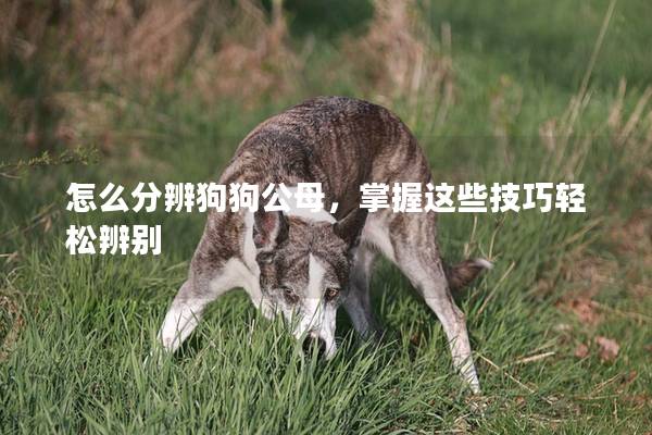 怎么分辨狗狗公母，掌握这些技巧轻松辨别