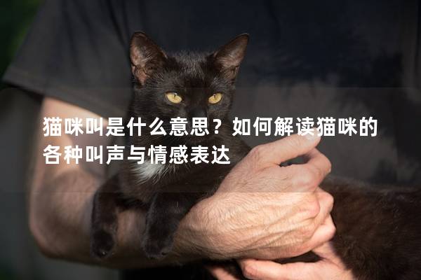 猫咪叫是什么意思？如何解读猫咪的各种叫声与情感表达