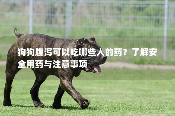 狗狗腹泻可以吃哪些人的药？了解安全用药与注意事项