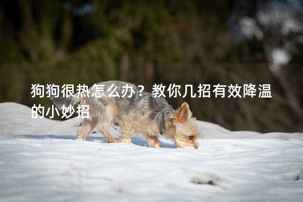 狗狗很热怎么办？教你几招有效降温的小妙招