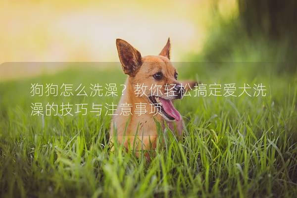 狗狗怎么洗澡？教你轻松搞定爱犬洗澡的技巧与注意事项