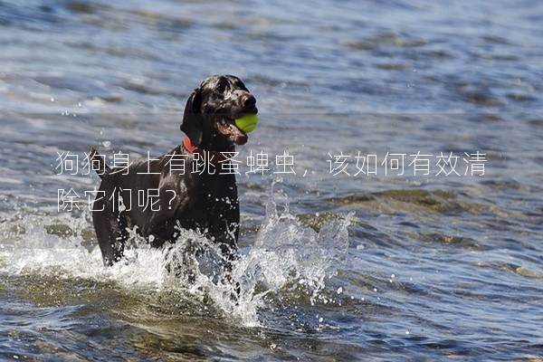 狗狗身上有跳蚤蜱虫，该如何有效清除它们呢？