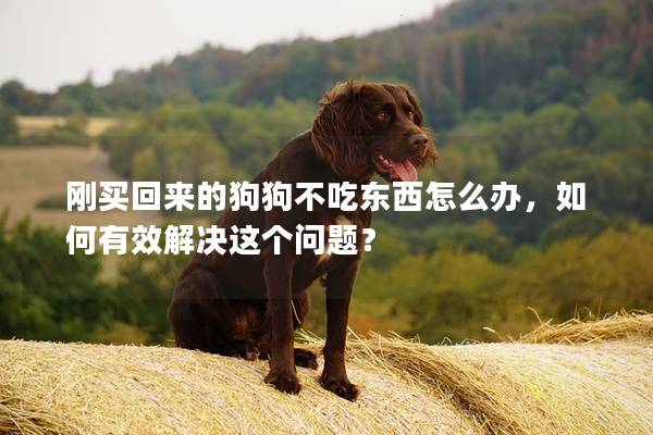 刚买回来的狗狗不吃东西怎么办，如何有效解决这个问题？
