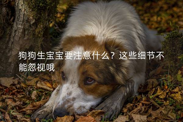 狗狗生宝宝要注意什么？这些细节不能忽视哦
