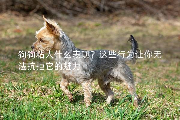 狗狗粘人什么表现？这些行为让你无法抗拒它的魅力