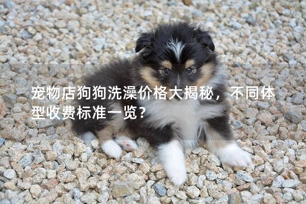 宠物店狗狗洗澡价格大揭秘，不同体型收费标准一览？