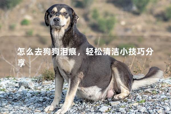 怎么去狗狗泪痕，轻松清洁小技巧分享