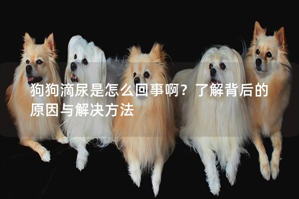 狗狗滴尿是怎么回事啊？了解背后的原因与解决方法