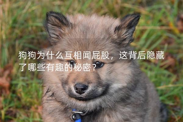 狗狗为什么互相闻屁股，这背后隐藏了哪些有趣的秘密？