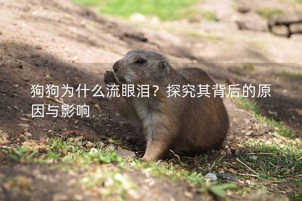 狗狗为什么流眼泪？探究其背后的原因与影响