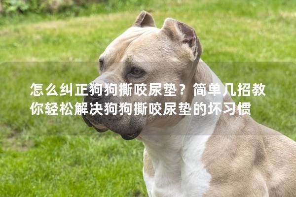 怎么纠正狗狗撕咬尿垫？简单几招教你轻松解决狗狗撕咬尿垫的坏习惯