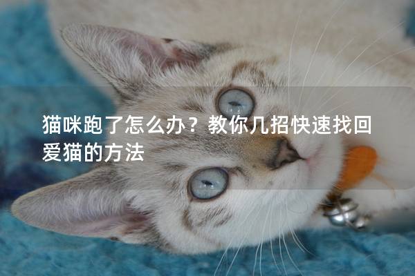 猫咪跑了怎么办？教你几招快速找回爱猫的方法