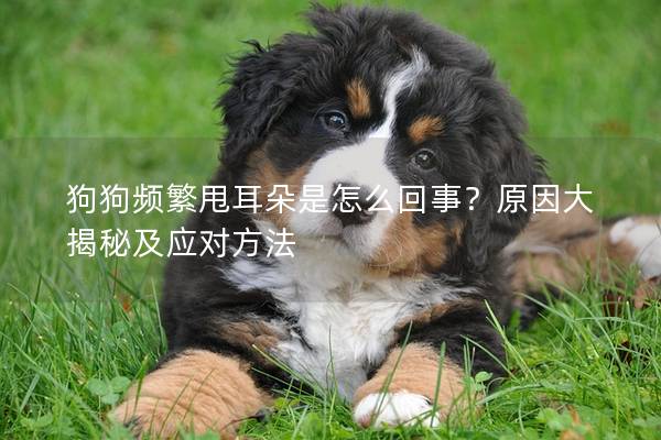 狗狗频繁甩耳朵是怎么回事？原因大揭秘及应对方法