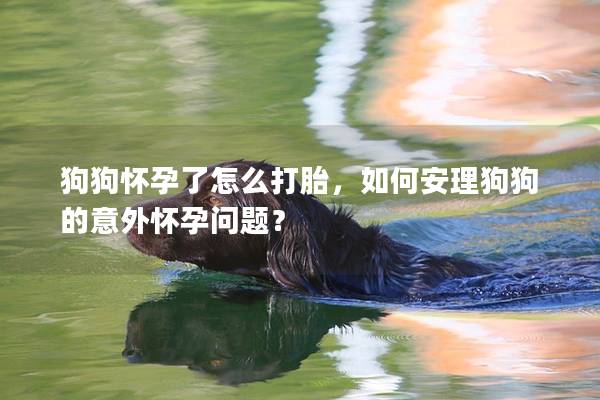 狗狗怀孕了怎么打胎，如何安理狗狗的意外怀孕问题？
