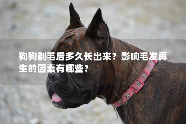 狗狗剃毛后多久长出来？影响毛发再生的因素有哪些？