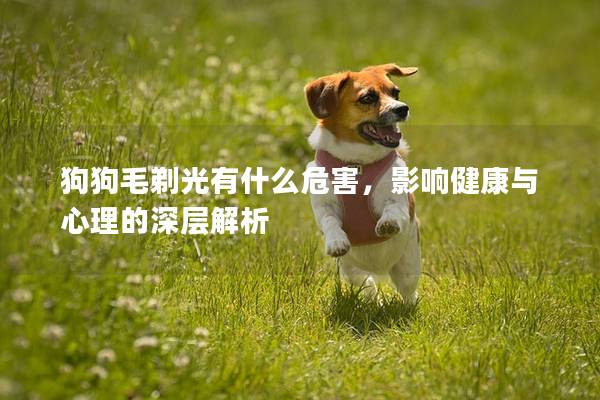 狗狗毛剃光有什么危害，影响健康与心理的深层解析