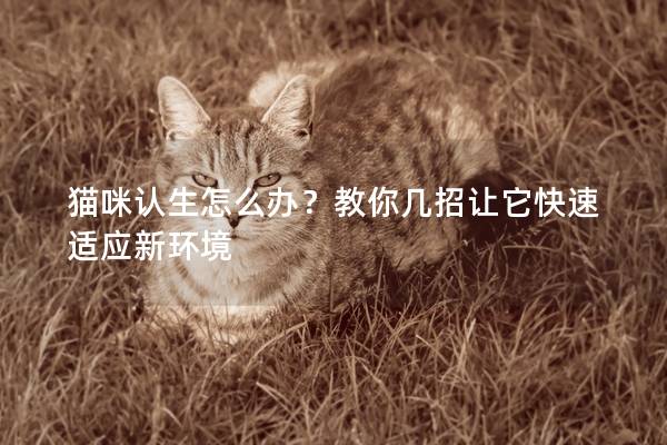 猫咪认生怎么办？教你几招让它快速适应新环境