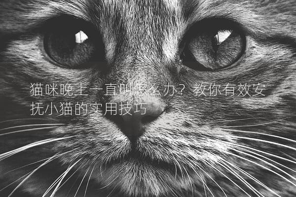 猫咪晚上一直叫怎么办？教你有效安抚小猫的实用技巧
