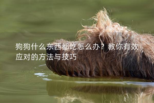 狗狗什么东西都吃怎么办？教你有效应对的方法与技巧