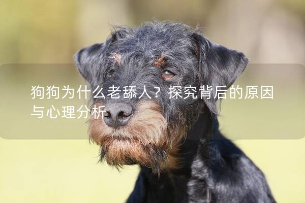 狗狗为什么老舔人？探究背后的原因与心理分析
