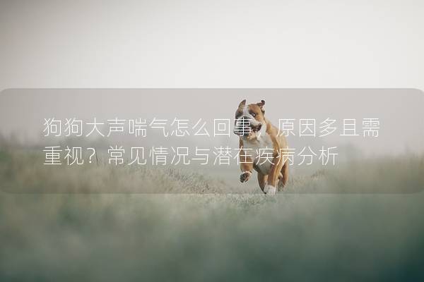 狗狗大声喘气怎么回事，原因多且需重视？常见情况与潜在疾病分析