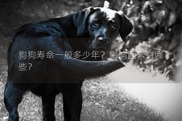 狗狗寿命一般多少年？影响因素有哪些？