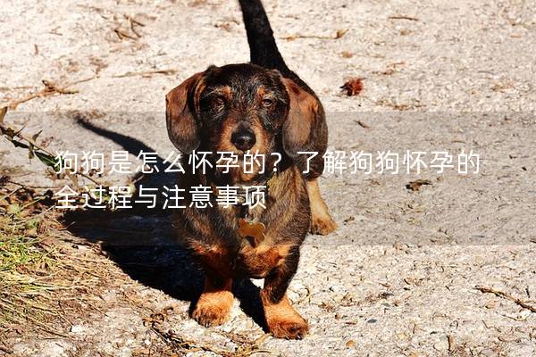 狗狗是怎么怀孕的？了解狗狗怀孕的全过程与注意事项
