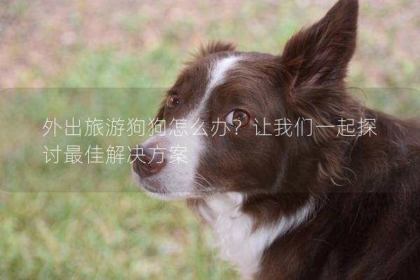 外出旅游狗狗怎么办？让我们一起探讨最佳解决方案