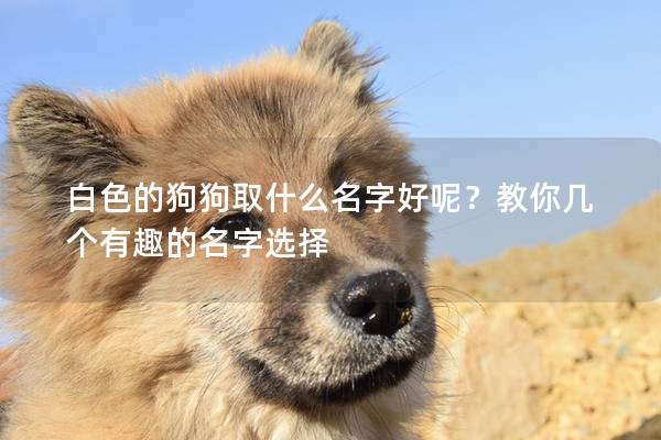 白色的狗狗取什么名字好呢？教你几个有趣的名字选择