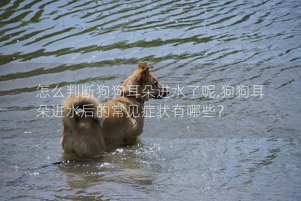 怎么判断狗狗耳朵进水了呢,狗狗耳朵进水后的常见症状有哪些？