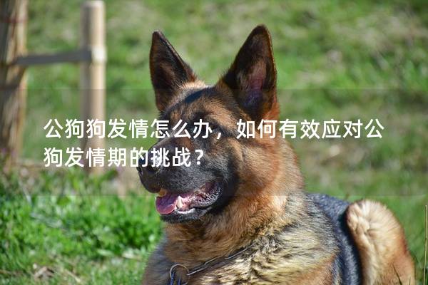公狗狗发情怎么办，如何有效应对公狗发情期的挑战？