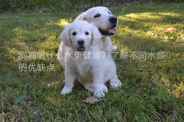 狗狗喝什么水更健康？了解不同水源的优缺点