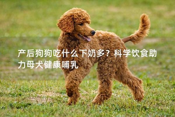 产后狗狗吃什么下奶多？科学饮食助力母犬健康哺乳